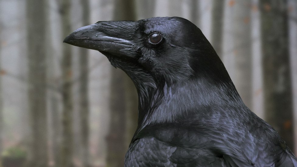 Genç kargalar bazı maymunlardan daha akıllı